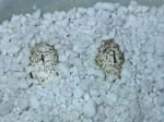 eggs in perlite